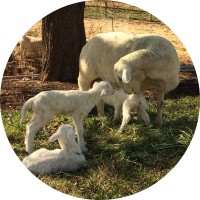 Good Shepherd Farm Logo