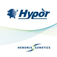 Hypor, swine brand of Hendrix Genetics Logo