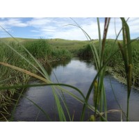Grassroots Environmental Services Logo