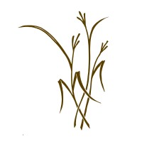 Bluestem Logo