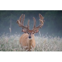 Patoka River Whitetails Logo