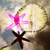 ChristinesArtVentures Logo