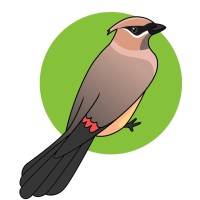 The Dawn Chorus Group Logo