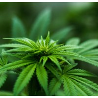 Michigan Marijuana Report Logo