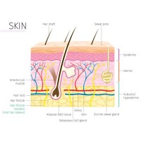 Society of Dermatology SkinCare Specialists (SDSS) Logo
