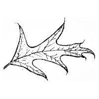 The Oakleaf Company Logo