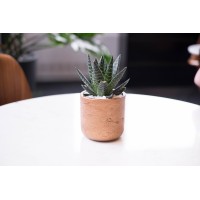 My Little Greens Logo