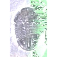 Trilobyte Computer Services Logo