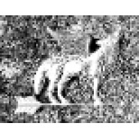 Hooting Coyote LLC Logo