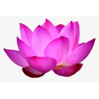 Lotus Tours P-Ltd Logo