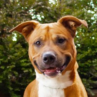 Vanderburgh Humane Society Logo