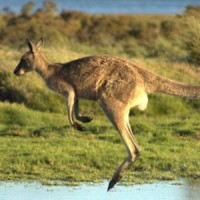 New Ventures Australia Logo