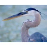 Bluheron Coaching & Consulting Logo