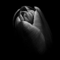 The Black Tulip Organization Inc. Logo