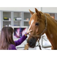 Sharjah Equine Hospital Logo