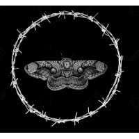 Nachtfalter Collectif Logo