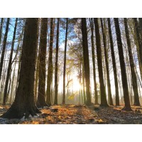 Følsgaard Family Office A/S Logo