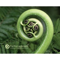 Pacifica Landscapes Logo