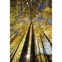 Aspen Growth Advisors Logo
