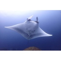 Phuket Dive Tours Logo