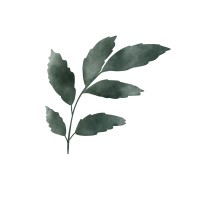 Dalma Staiger Logo