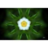 Trillium Round Table Logo