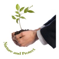 Sapling-Consulting Ltd. Logo