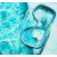 AnnGoldberg.com Logo