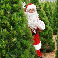Dural Christmas Tree Farm Logo