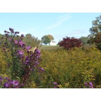 Sikora Wells Appel Logo