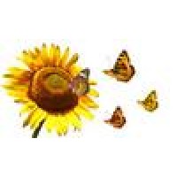 Flowers By Steve Inc Logo
