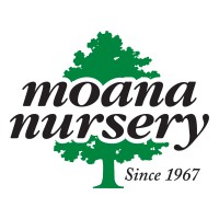 Moana Nursery Logo