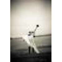 David Michael Photography Logo