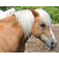 Ridge Valley Stables Logo