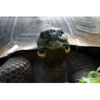 Andesconexion Expeditions Logo