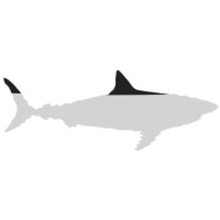 Megalodon Logo