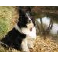 Holistic Care For Animals Logo