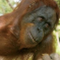 Dancing Star Foundation Logo