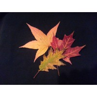 Retired January 2016 Logo