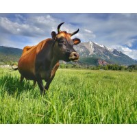 Sustainable Settings Logo