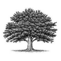Oak & Reed Capital Management Logo