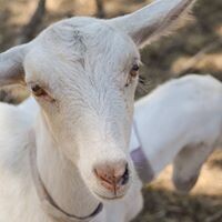 Tolpuddle Goat Cheese and Farm Foods Logo
