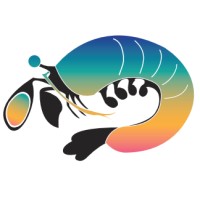 Mantis Shrimp Consulting Logo