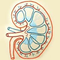 Napa Valley Nephrology & Internal Medicine Logo