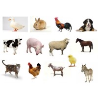 Veterinario Independiente Logo