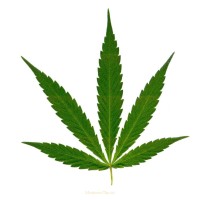 Cannabis Search Group Logo