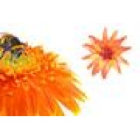 Chalet Florist Logo