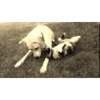 Colbert Animal Hospital Logo