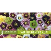 Blumen Schmidt - Eventfloristik Logo