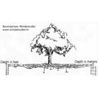 Boomadvies Windemuller Logo